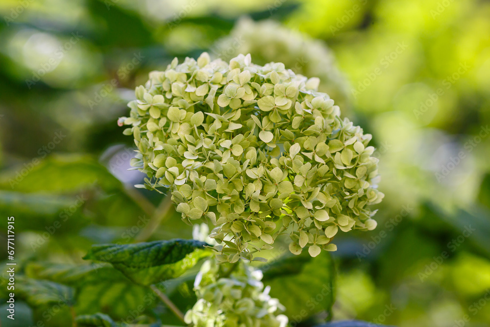 Hydrangea paniculata ( lat. Hydrangea paniculata ) is a species of plants of the genus Hydrangea Hydrangea paniculata ( lat. Hydrangea paniculata ) is a species of plants of the genus Hydrangea