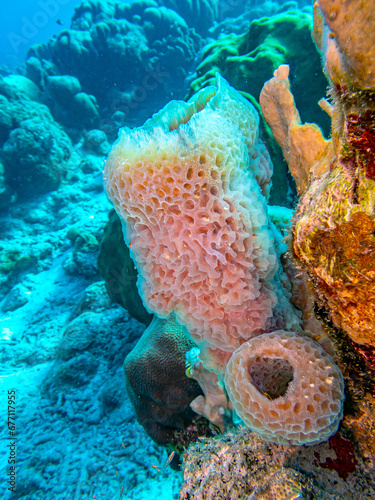 the azure vase sponge, photo