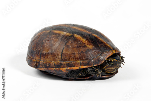 Dreistreifen-Klappschildkrote // Striped mud turtle (Kinosternon baurii)
