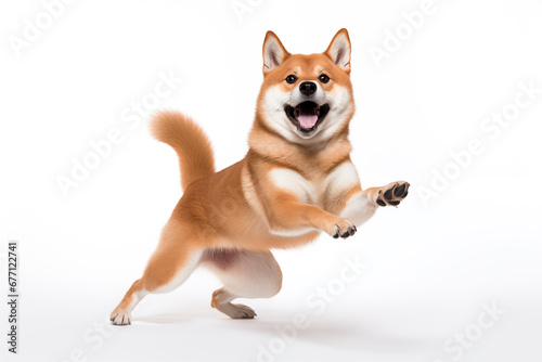 Tableau sur toile Shiba Inu dog its paws lifted in delight and a joyful expression on its face