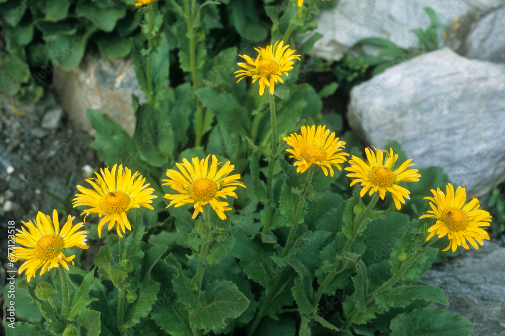 Doronicum grandiflorum , Doronic à grandes fleurs Doronicum grandiflorum , Doronic à grandes fleurs