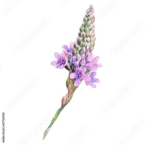 Verbena medicinal watercolor illustration on a white background. Twigs of lilac verbena flowers. For printing on labels and packaging