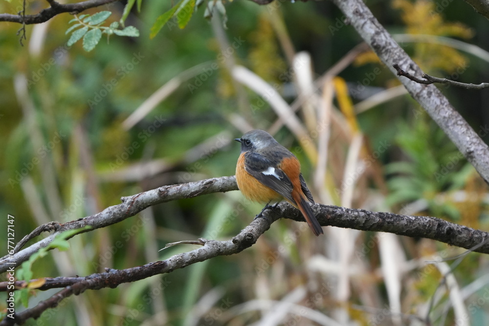 daurian redstart in a forest daurian redstart in a forest