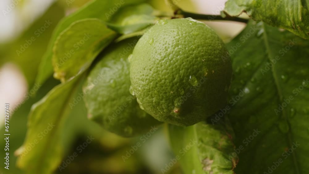 Green lemon fruit growing on a lemon tree branch. Closeup footage of a fresh fruit with raindrops on it. Citrus food concept. Green lemon fruit growing on a lemon tree branch. Closeup footage of a fresh fruit with raindrops on it. Citrus food concept.
