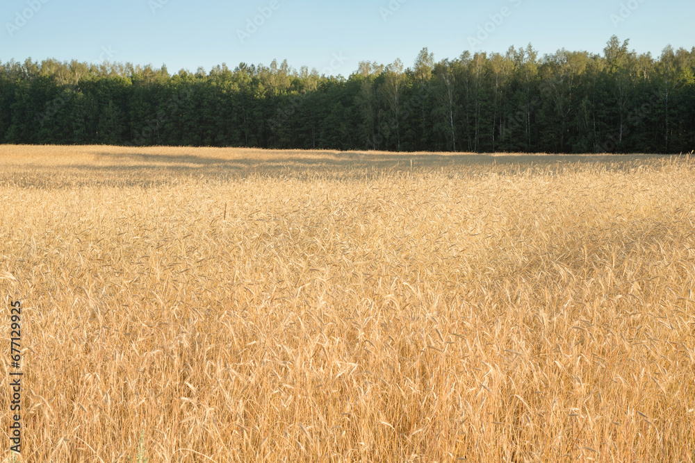 Fototapeta premium The nature of Belarus - a calm summer landscape on the banks of the Berezina River