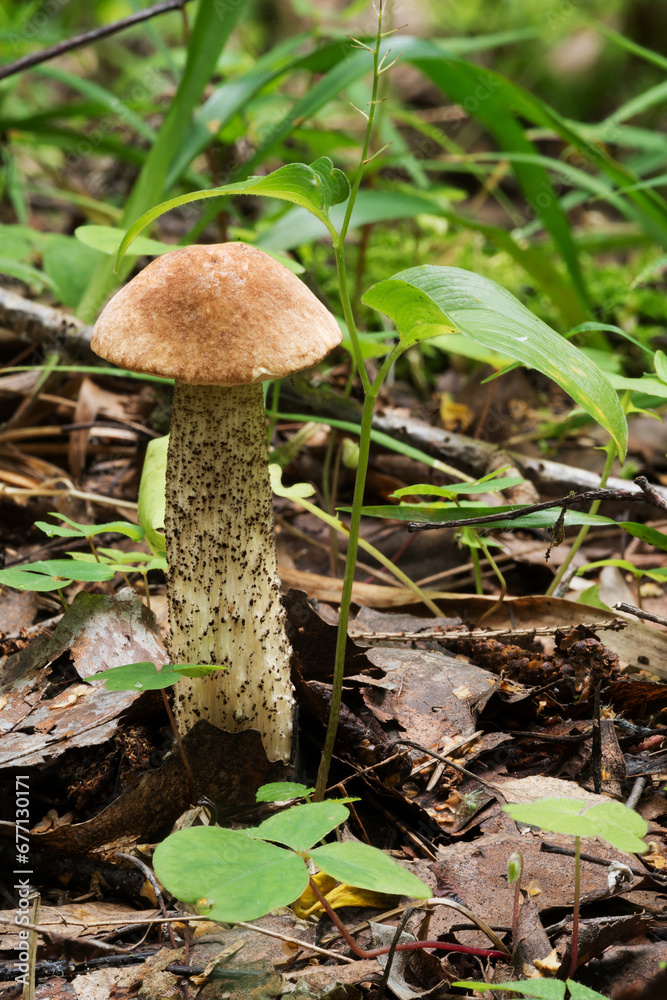 Wildlife of Europe- edible and inedible mushrooms growing in forest.