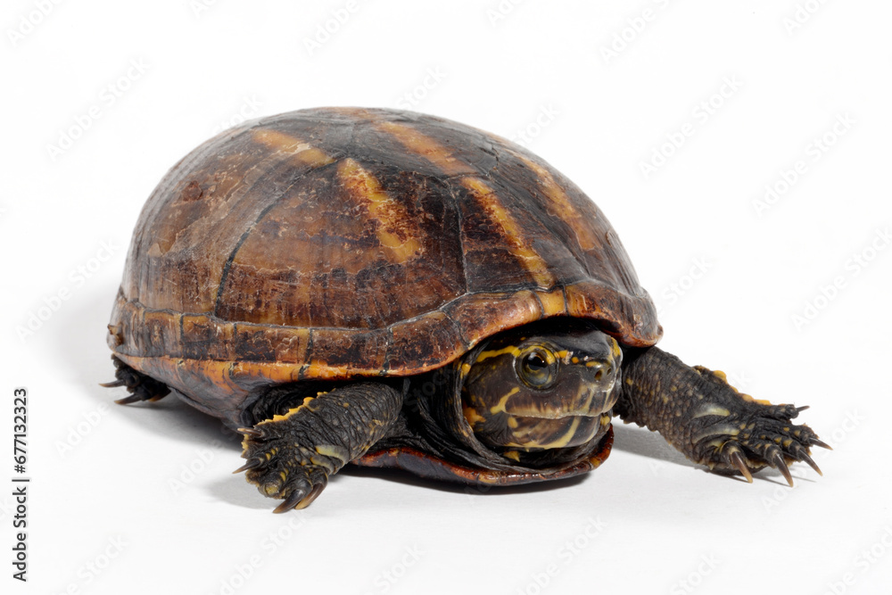 Dreistreifen-Klappschildkrote // Striped mud turtle (Kinosternon baurii) Dreistreifen-Klappschildkrote // Striped mud turtle (Kinosternon baurii)