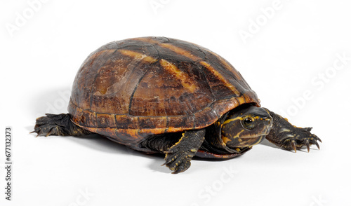 Dreistreifen-Klappschildkrote // Striped mud turtle (Kinosternon baurii) photo