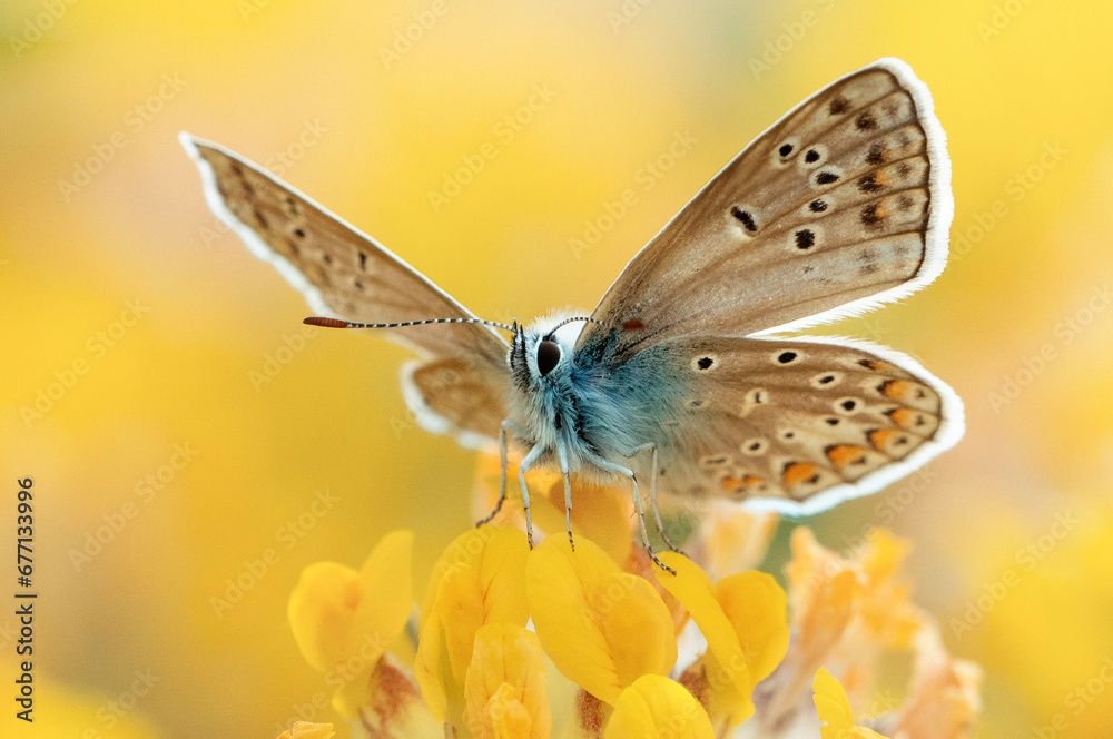 Obraz premium Macro d'un papillon azur posé sur les pétales d'une fleur jaune avec un arrière-plan fou d'un champ floral jaune. 