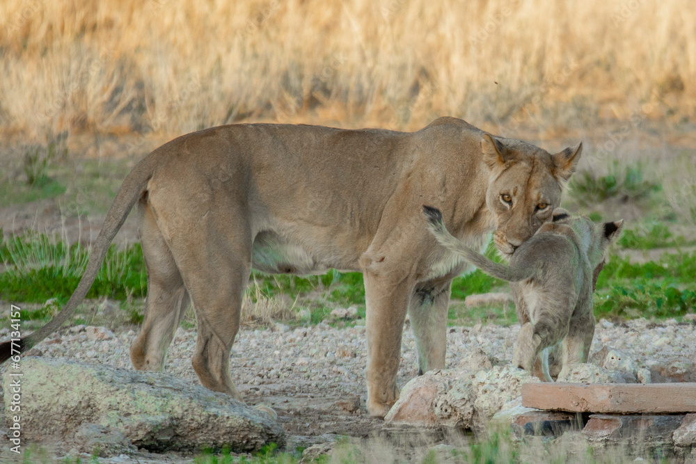 Naklejka premium Kalahari lion.