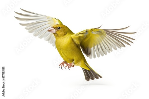 Greenfinch bird isolated on white background