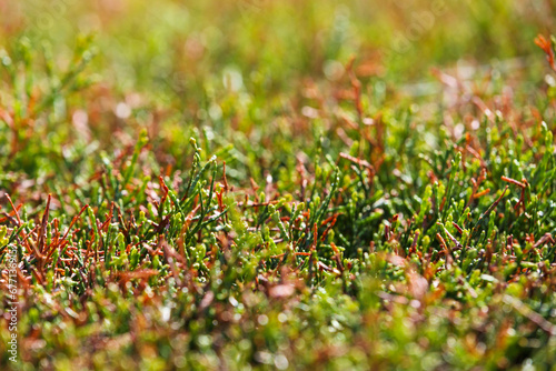 Abstract green background from plants, grass close-up. Plant texture with soft focus