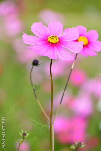 秋の野原に咲くピンクのコスモスの花