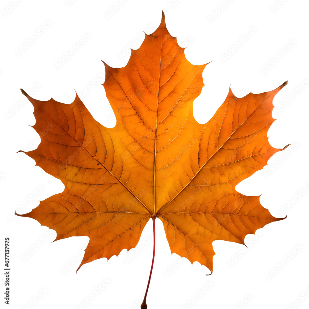 Fototapeta premium Isolated Maple leaf on white background