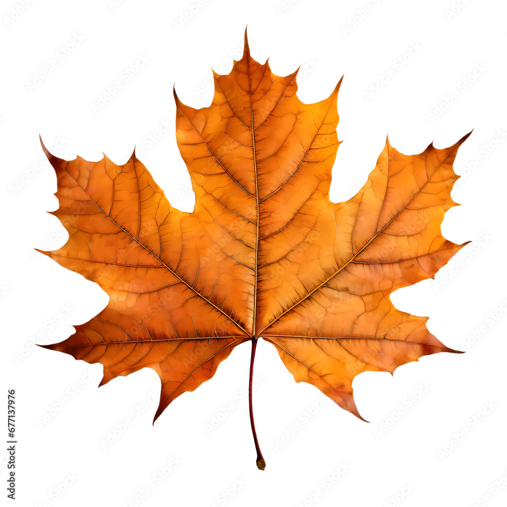 Obraz premium Isolated Maple leaf on white background