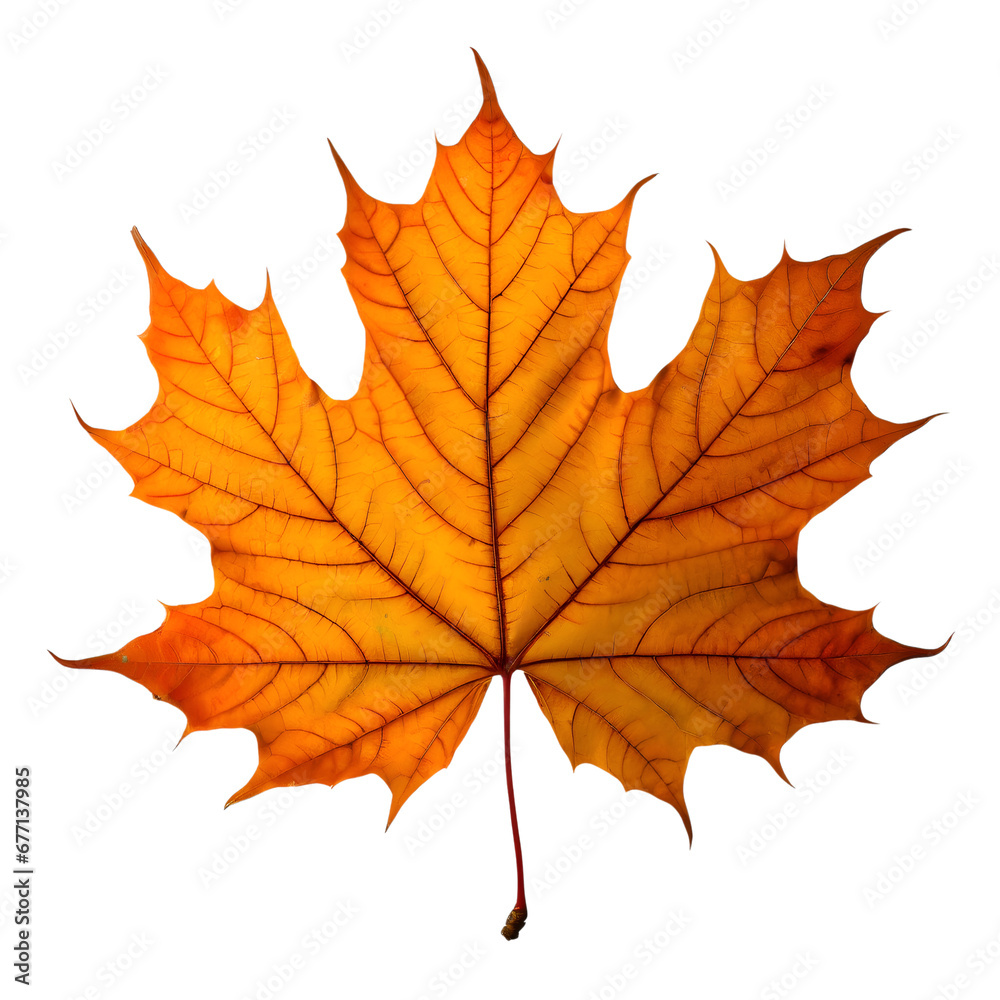 Isolated Maple leaf on white background Isolated Maple leaf on white background