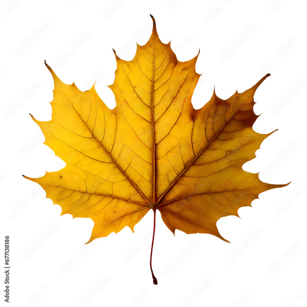 Fototapeta premium Isolated Maple leaf on white background