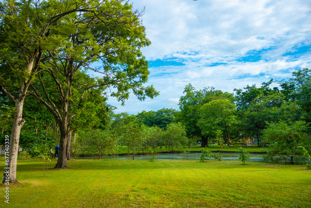 Green meadow grass in city public park forest sunset sky Green meadow grass in city public park forest sunset sky