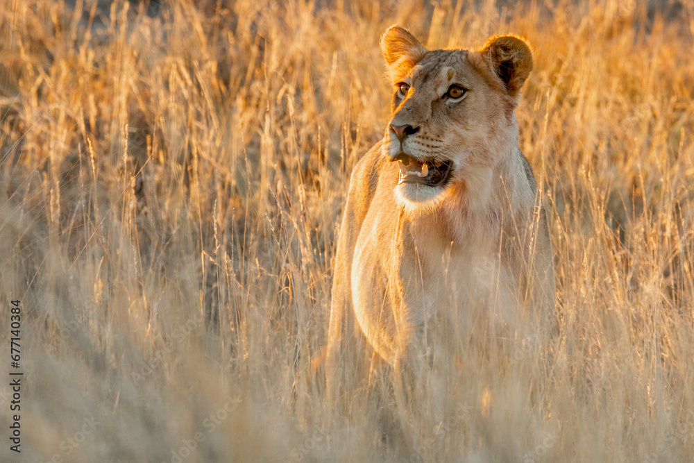Naklejka premium Kalahari lion.