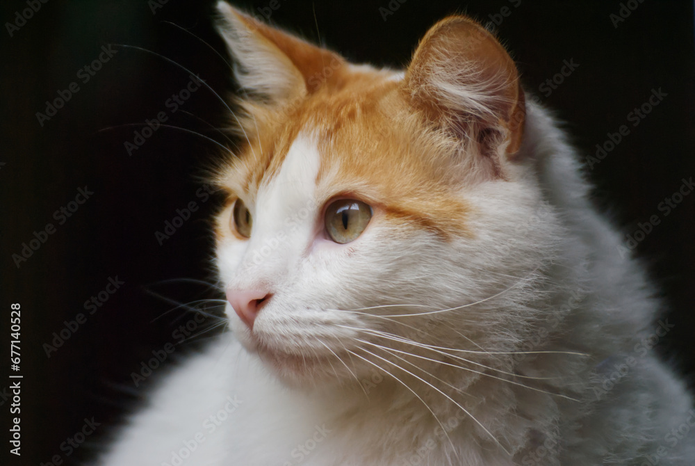 Portrait of a cat with a black background Portrait of a cat with a black background