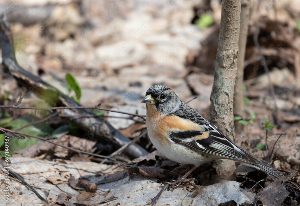 Brambling sits on a tree branch, close-up Brambling sits on a tree branch, close-up