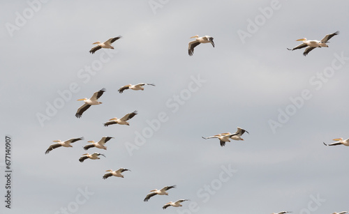 Flock of pink pelicans in the sky © Shchipkova Elena