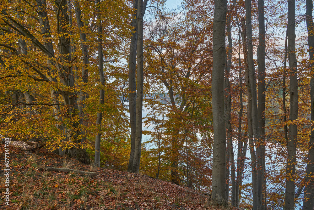 Fototapeta premium Buki nad jeziorem Lutom, Park krajobrazow, jesienny pejzaż