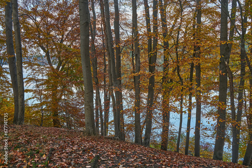 Buki nad jeziorem Lutom, Park krajobrazow, jesienny pejzaż