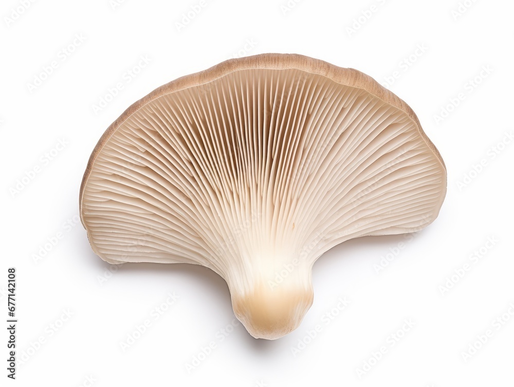 Oyster mushroom isolated on a white background Oyster mushroom isolated on a white background