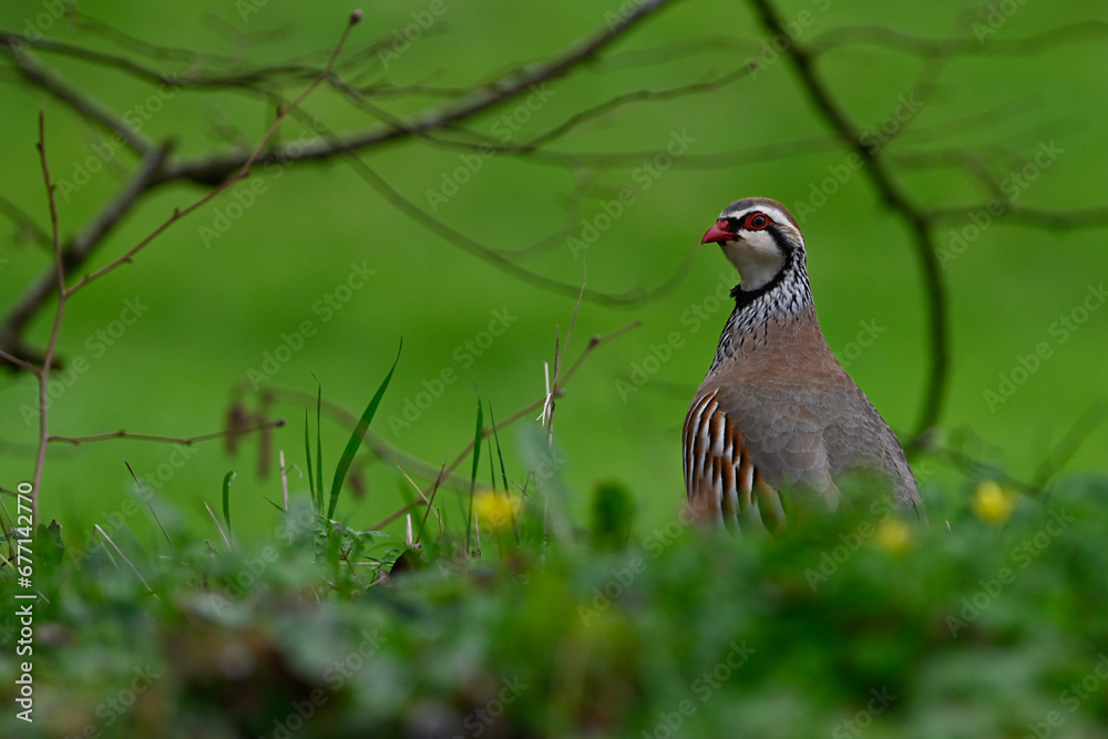 Alectoris rufa, Red-legged partridge, Perdrix rouge, IUCN=LC, B035_023_006 Alectoris rufa, Red-legged partridge, Perdrix rouge, IUCN=LC, B035_023_006