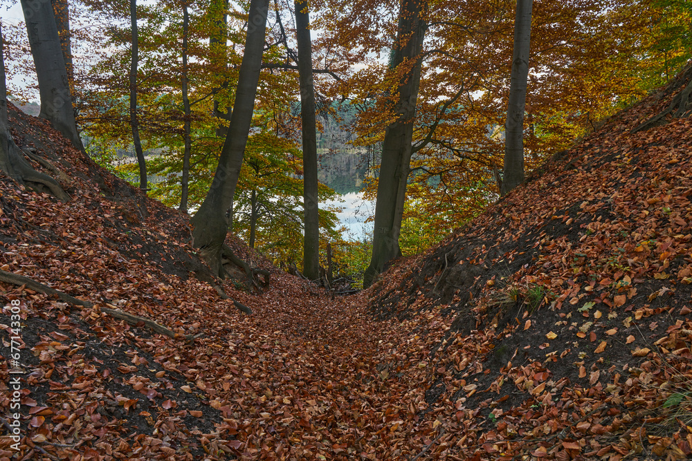 Fototapeta premium Buki nad jeziorem Lutom, Park krajobrazow, jesienny pejzaż
