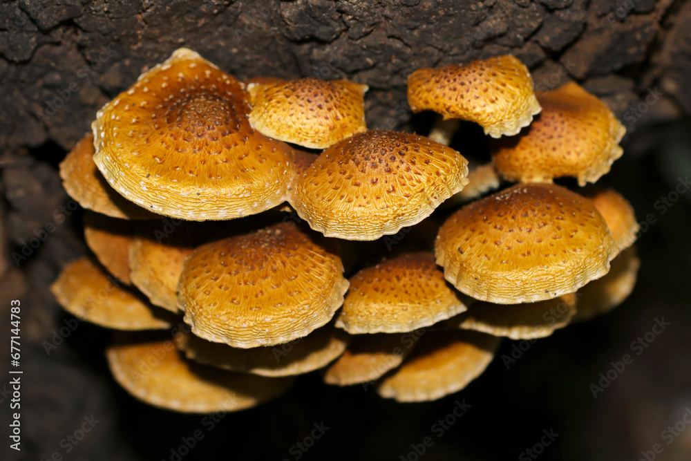 Obraz premium 落葉広葉樹の幹に群生するヌメリスギタケモドキ(自然光・マクロレンズ接写)