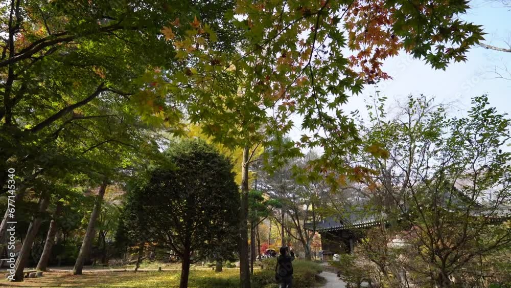the tranquil beauty of autumn at Nami Island in Korea with its vibrant foliage and traditional architecture blending harmoniously. the tranquil beauty of autumn at Nami Island in Korea with its vibrant foliage and traditional architecture blending harmoniously.