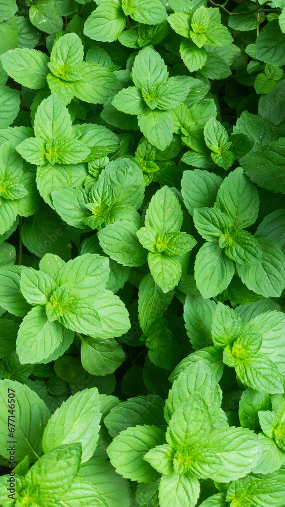 Dense growth of mint leaves covering the soil, showcasing the plant's healthy, vivid green texture. Dense growth of mint leaves covering the soil, showcasing the plant's healthy, vivid green texture.