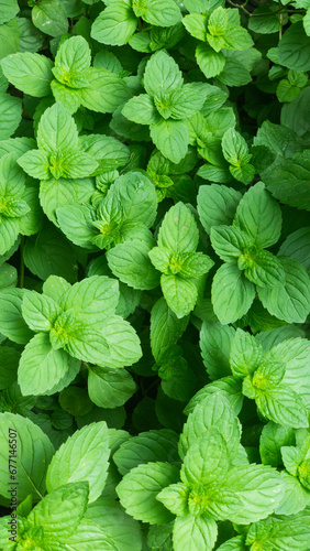 Dense growth of mint leaves covering the soil, showcasing the plant's healthy, vivid green texture.