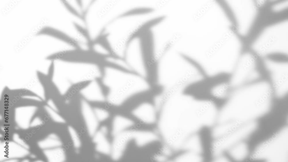 Blurry tropical background made with olive tree branch shadow falling on white wall, swaying in the sea breeze. Minimal scene with summer tune.