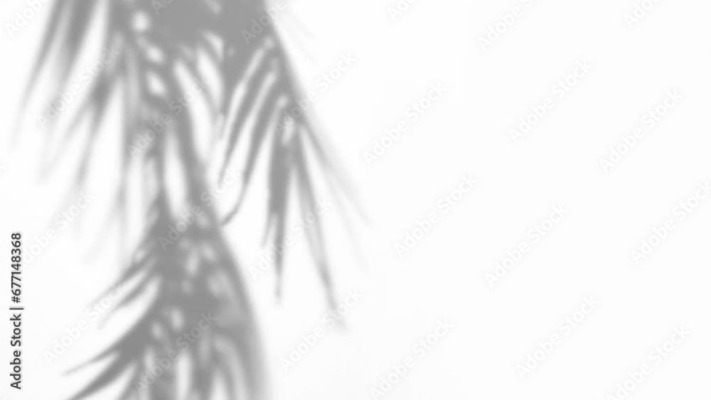 Blurry tropical background made with palm leaves tree branch shadow falling on white wall, swaying in the sea breeze. Minimal scene with summer tune. Copy space.