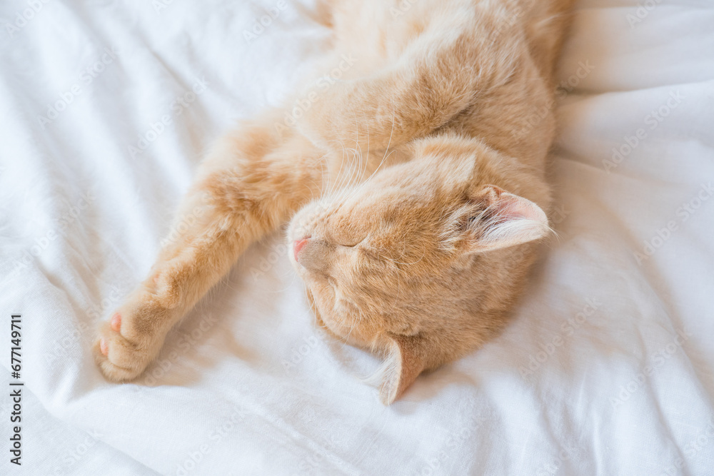 Close-up of a sleeping ginger kitten in bed. Red cat on a white blanket. Relaxing and happy morning.