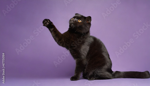 Full length portrait of a black cat, reaching one paw