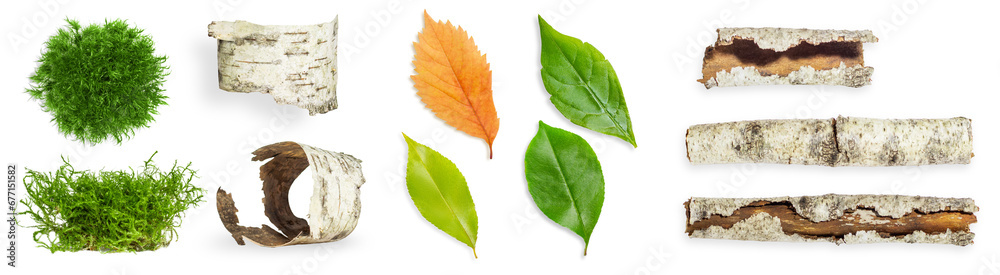 Fototapeta premium Set/set. Birch bark, green leaves, branches, forest moss. on an empty background. PNG