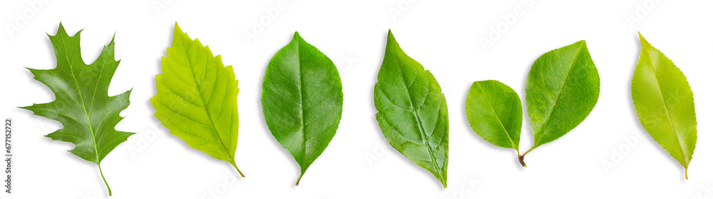 Obraz premium Set of leaves made of wood. On an empty background.