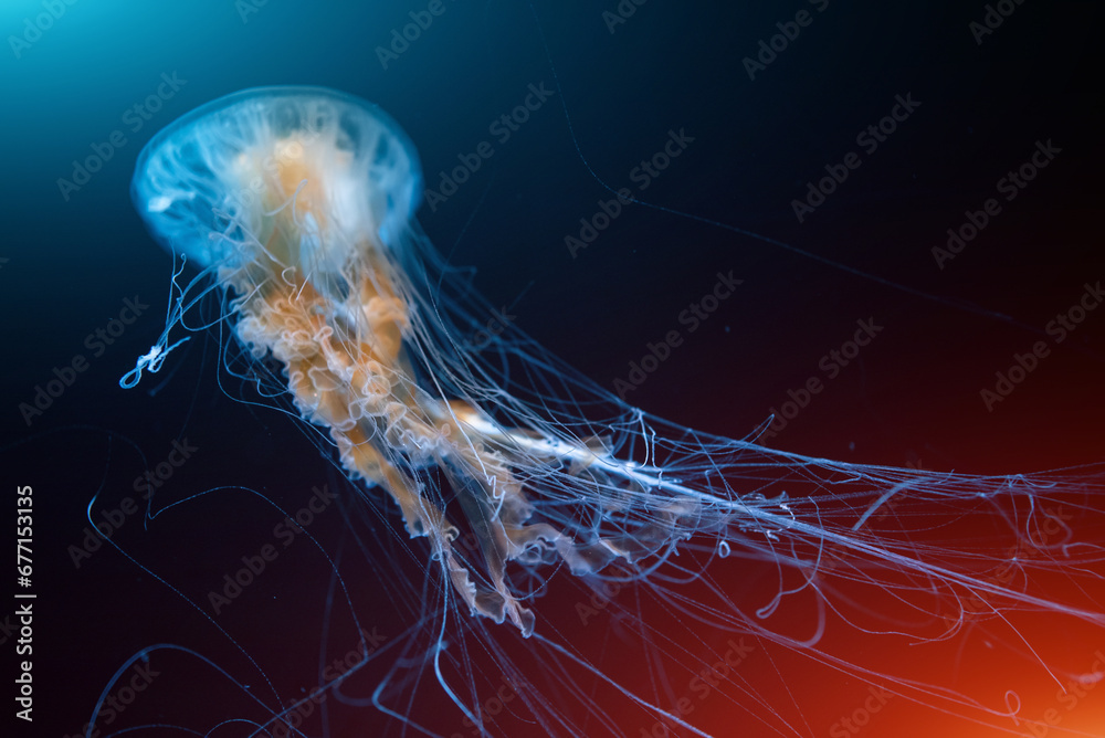 beautiful colorful jellyfish medusa swim underwater in ocean or zoo
