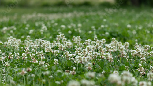 Fototapeta Naklejka Na Ścianę i Meble -  White clover flowers on a green meadow in the summer.