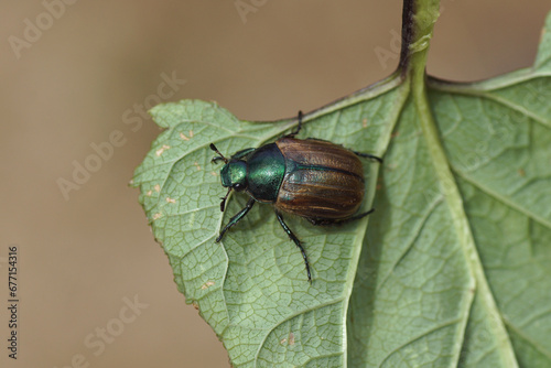 Dune chafer (Anomala dubia). Family Scarabs, scarab beetles (Scarabaeidae). On the underside of a leaf in a Dutch garden. June, Summer	