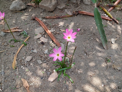 spring crocus rosepink zephyr lily Zephyranthes minuta Amaryllis minuta flowers photo