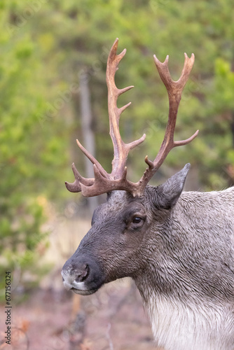Young bull portrait endangered Bull woodland caribou at edge of forest
