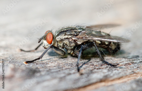 close up of fly