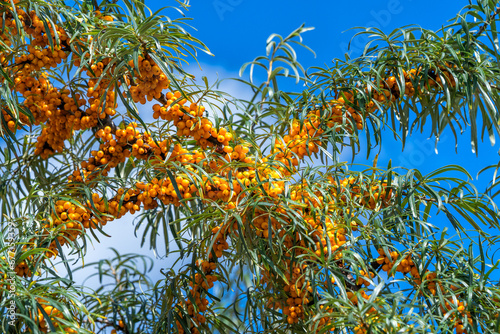 Bunches of yellow sea buckthorn on a tree against a blue autumn sky