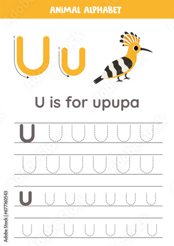 Tracing alphabet letters for kids. Animal alphabet. U is for upupa.