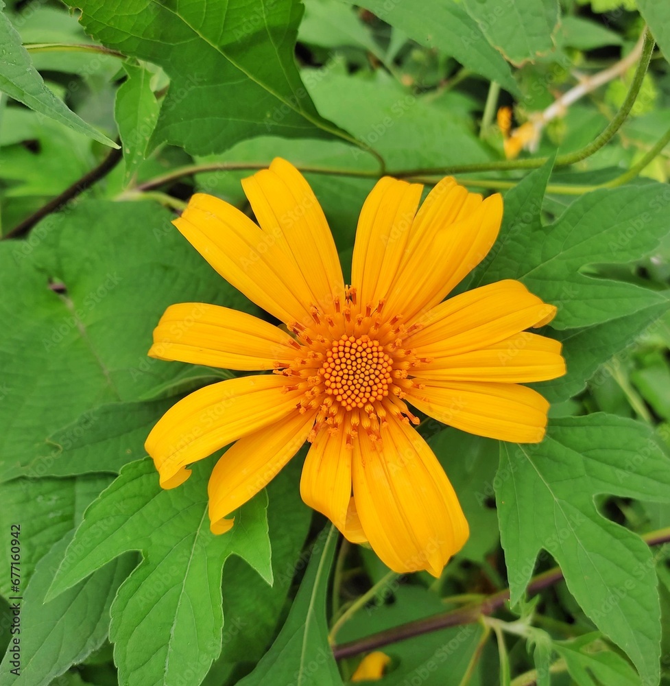 yellow flower with leaves yellow flower with leaves
